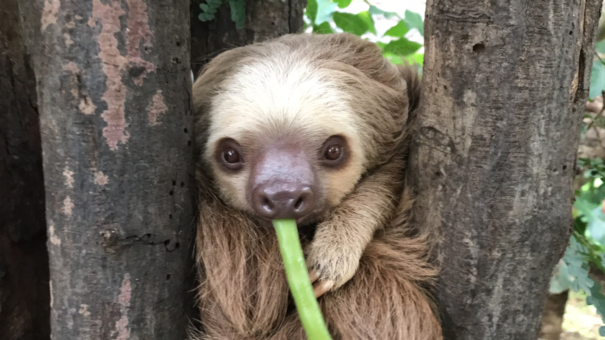IMG_9009 Animal Sanctuary Sloths