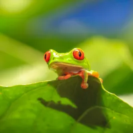 Frogs Animal Sanctuary