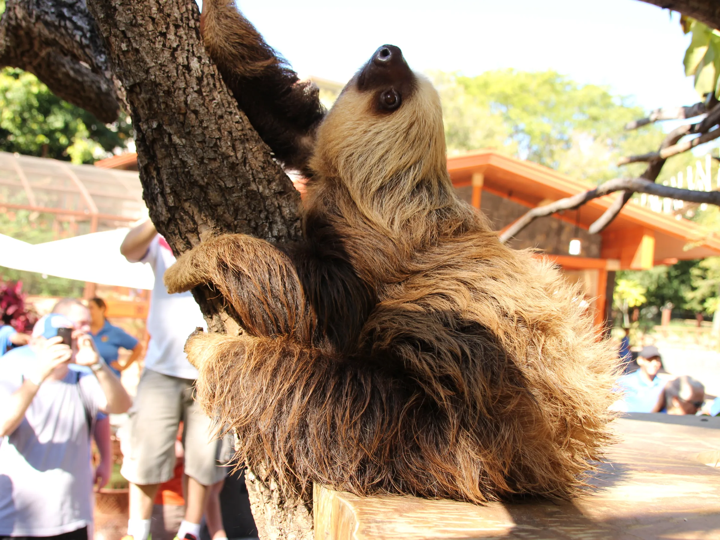 perezoso cafe e arbol