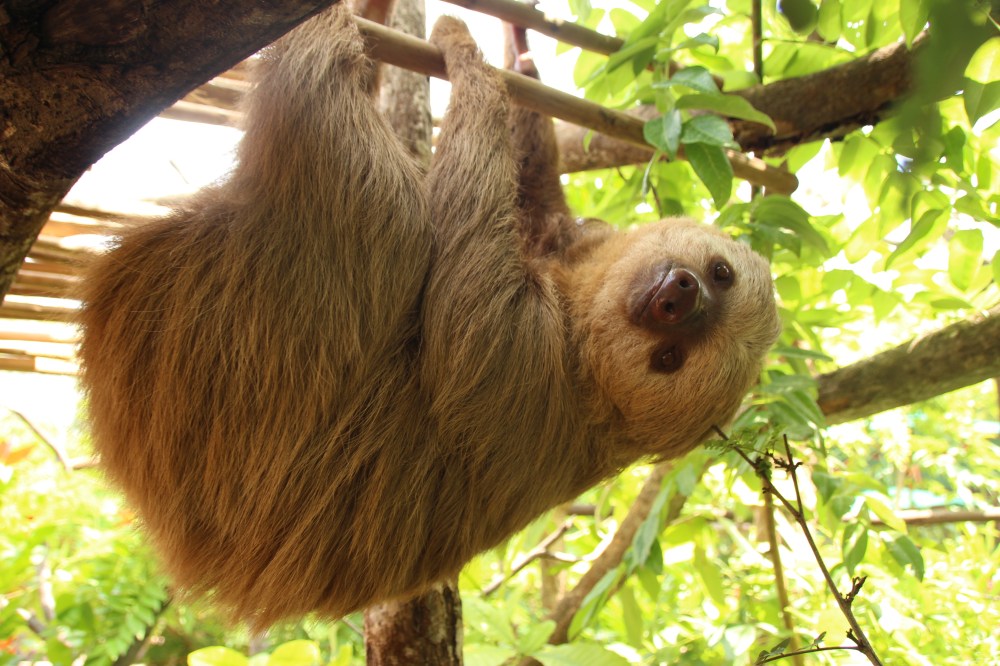 Sloths In Costa Rica Sloths in Costa Rica: The Ultimate Guide | Diamante Sloth Sanctuary
