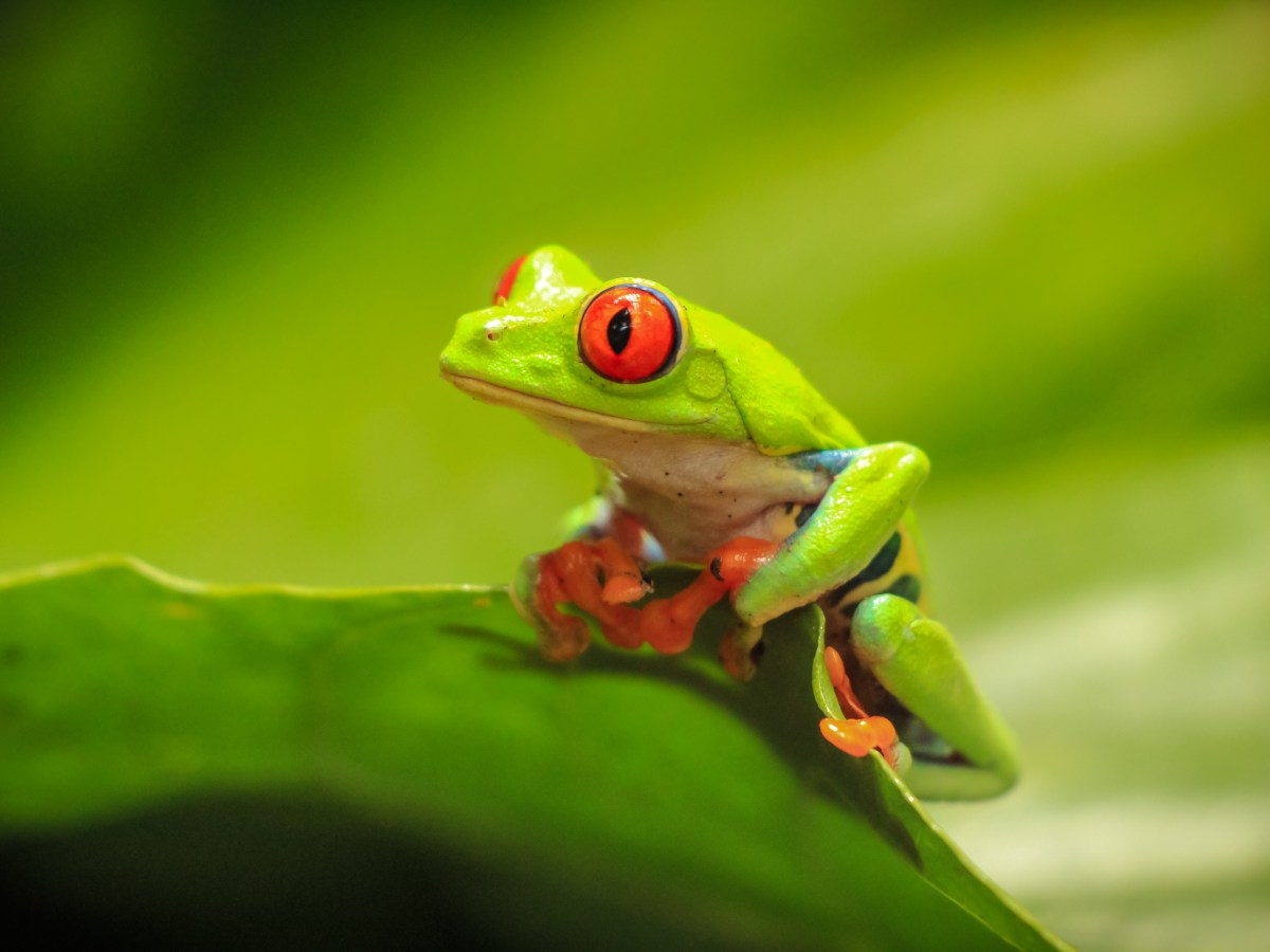 Animal Sanctuary Costa Rica