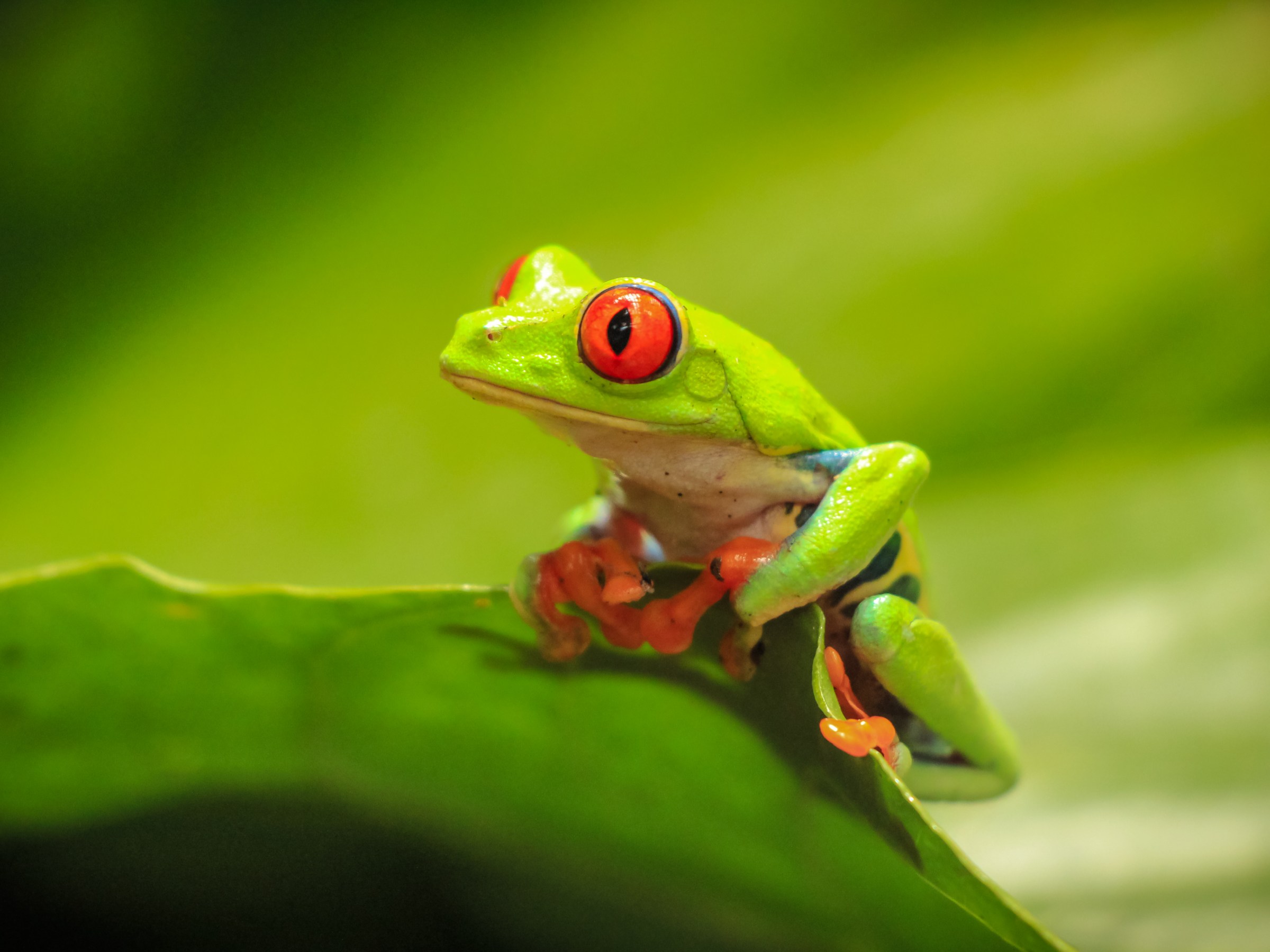 Animal Sanctuary Costa Rica