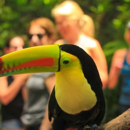 keel billed toucan costa rica with people behind