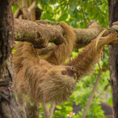 sloth sanctuary costa rica