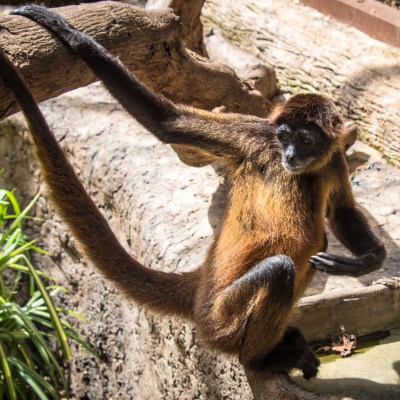 Spider Monkey