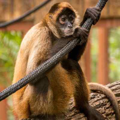 Spider Monkey