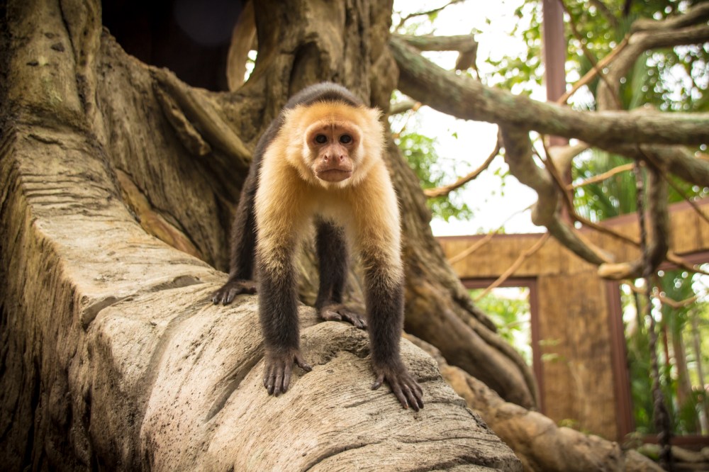 Animal-Sanctuary-White-faced-monkey