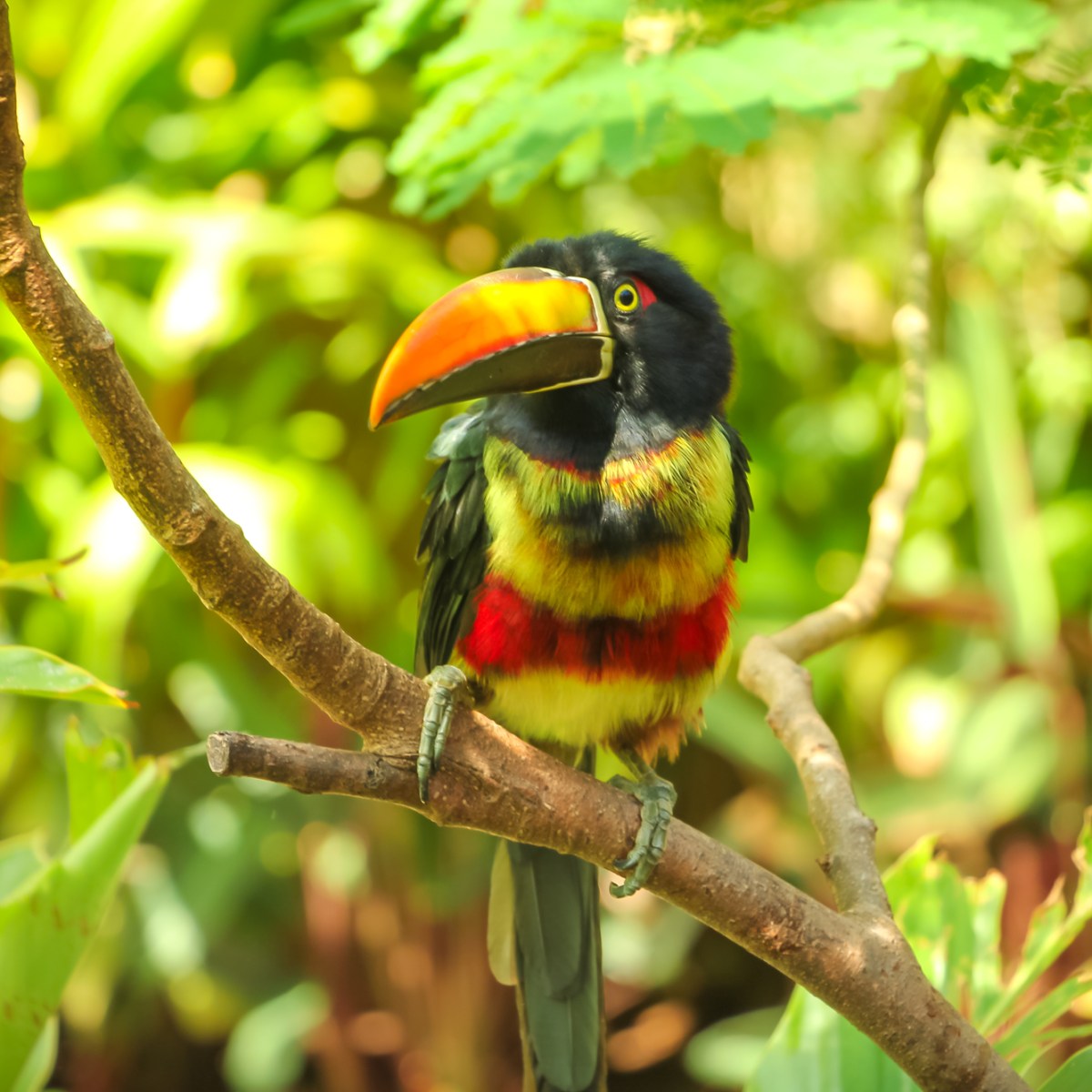 Costa Rica Aracari Toucan