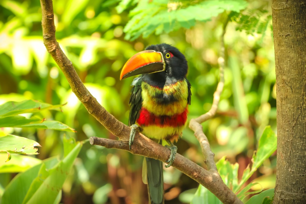 Costa Rica Aracari Toucan