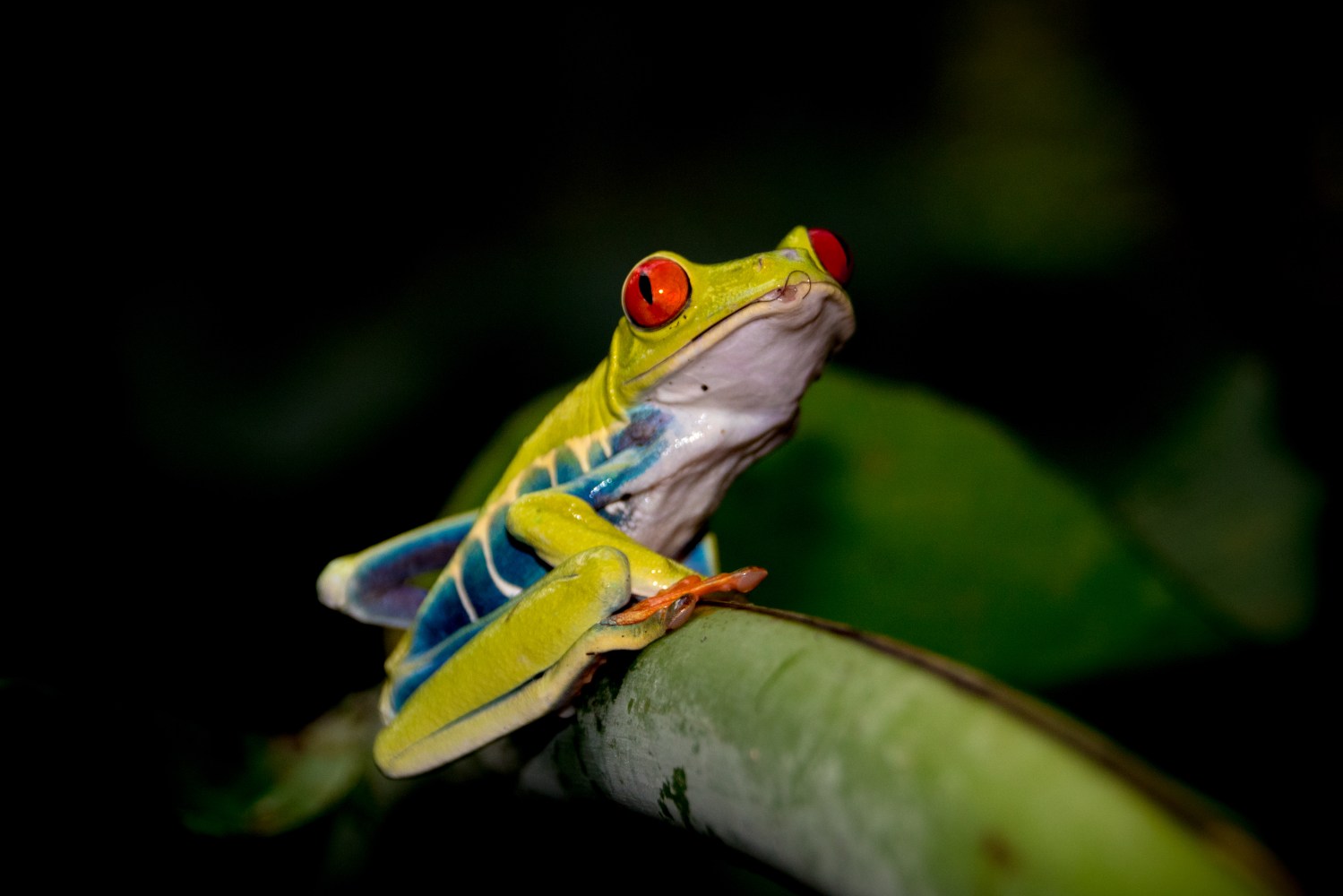 A tropical frog sitting on a leaf