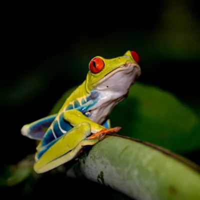 A tropical frog sitting on a leaf