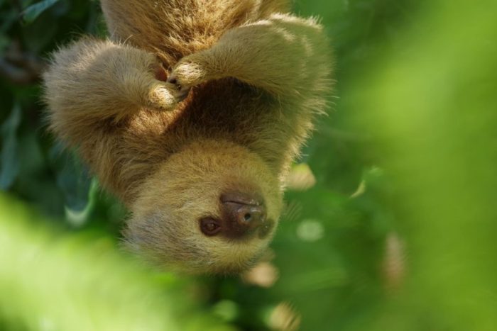 1 Sloth Sanctuary In Costa Rica Rescued Sloths Diamante Eco Park