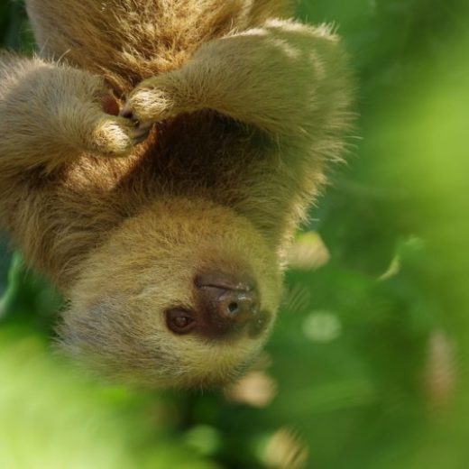 sloth sanctuary costa rica | visit and see two toed sloth rescued
