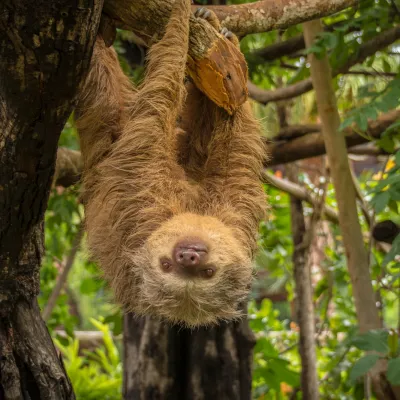 two toed sloth hanging diamante park