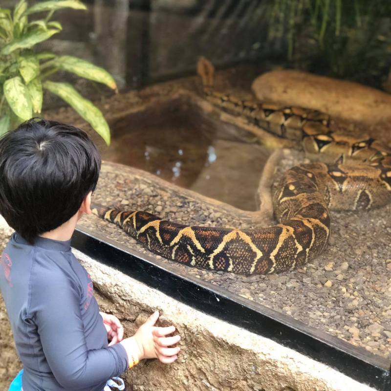 A young boy looking at a python