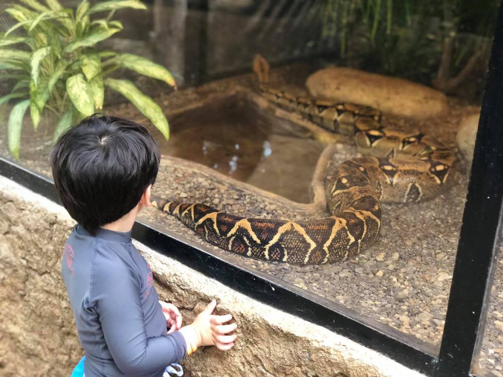 Animal-Sanctuary-Snake