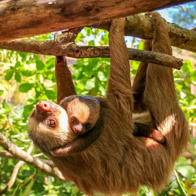 A mother sloth & her young baby hanging from a tree branch