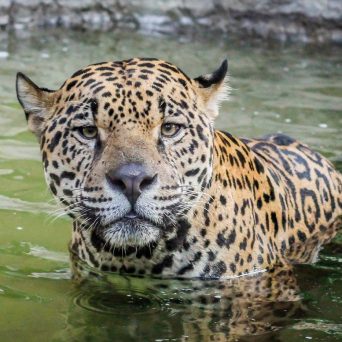 A jaguar sitting in some water