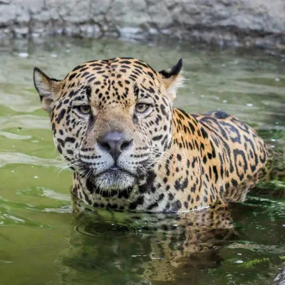 A jaguar sitting in some water