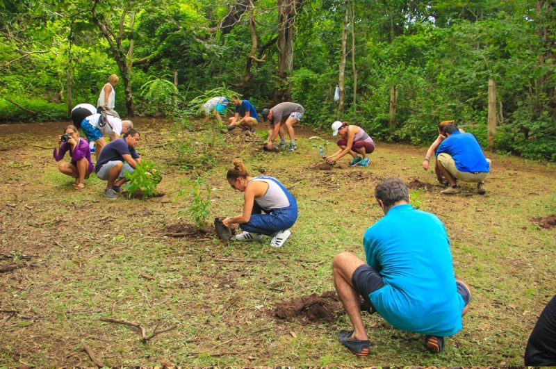 A group of people planting trees in the forest