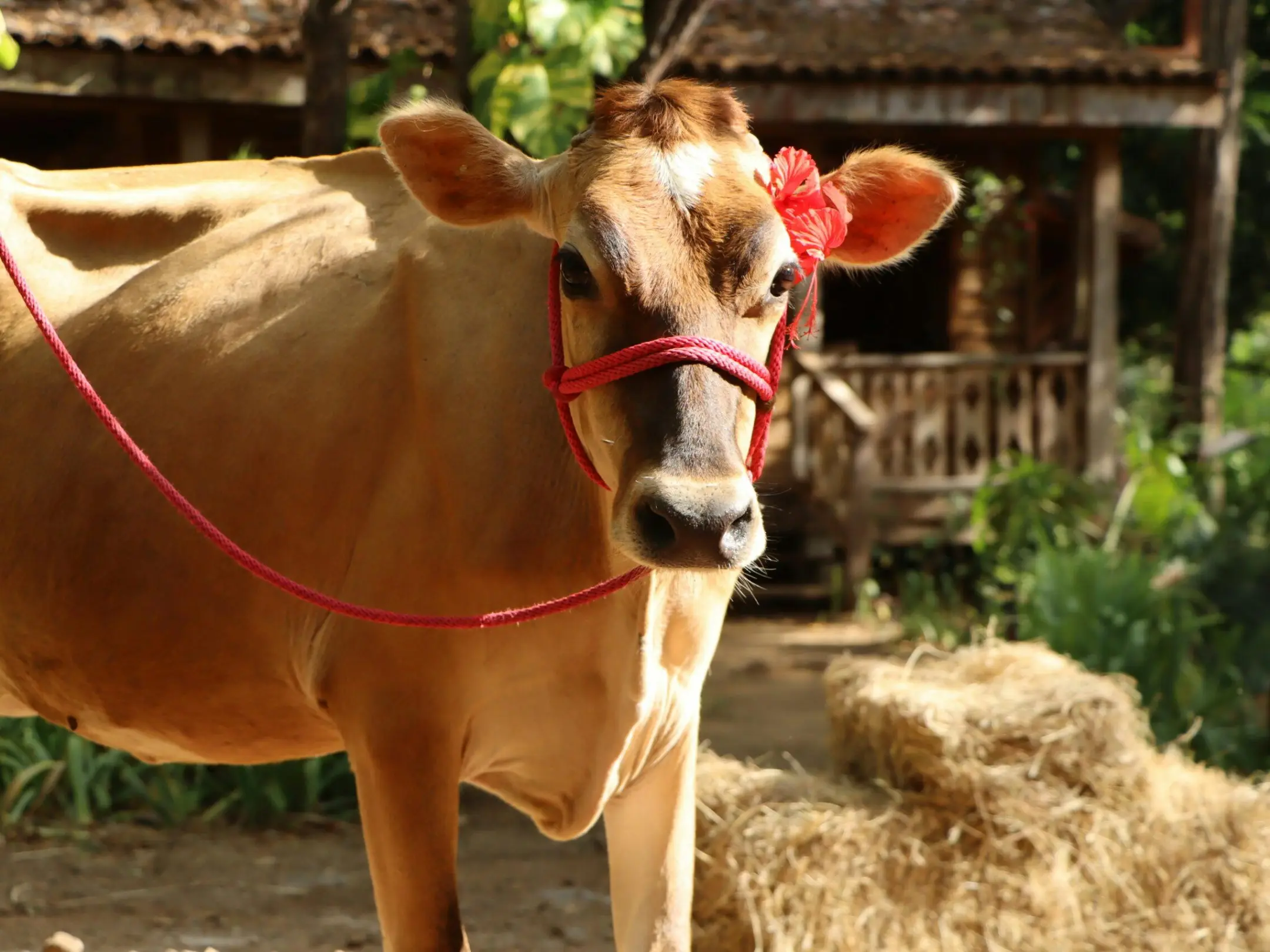 a cow is standing in front of a fence