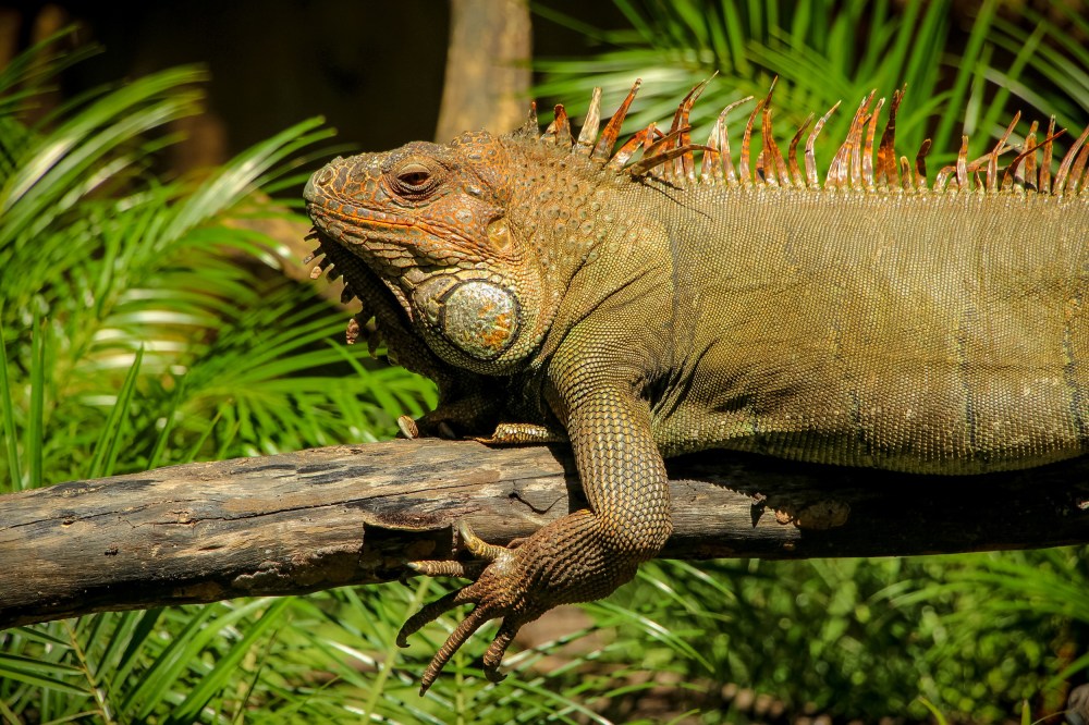 Iguana1