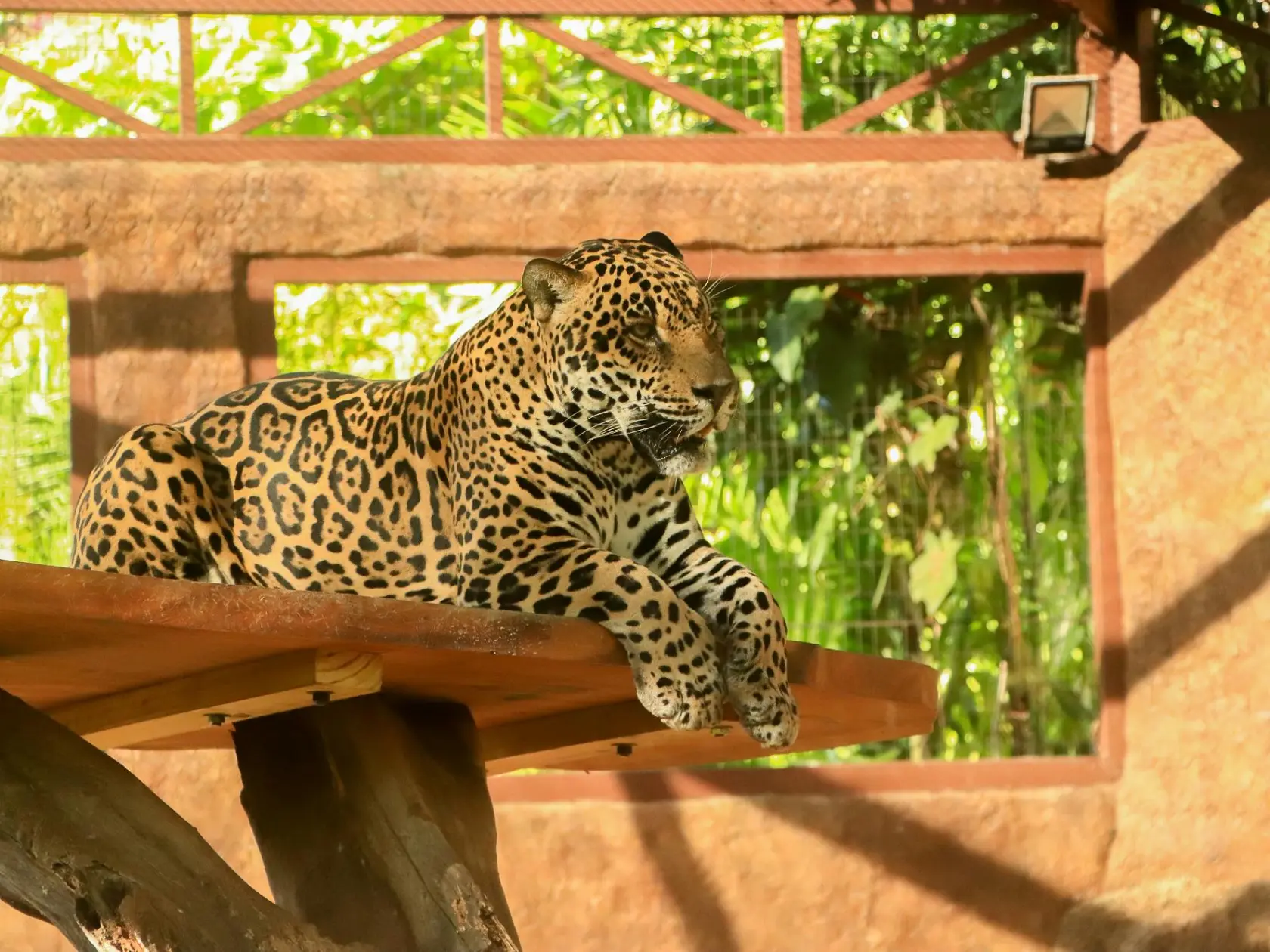 a cat sitting on top of a wooden bench