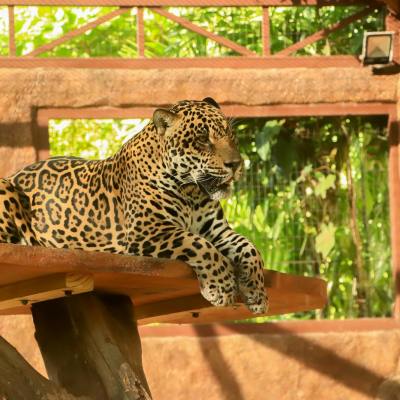 a cat sitting on top of a wooden bench