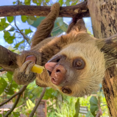 an animal with its mouth open