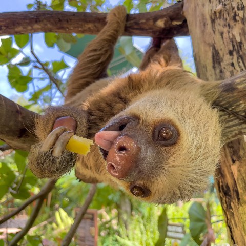 an animal with its mouth open
