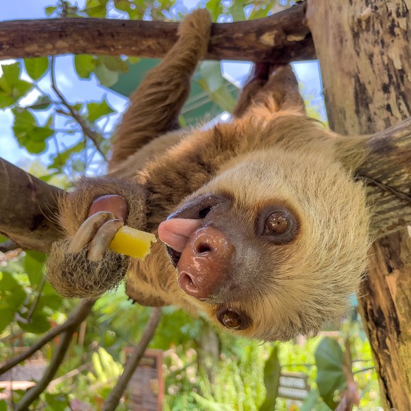 an animal with its mouth open