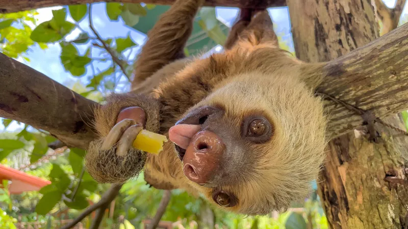 an animal with its mouth open