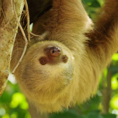 a close up of an animal