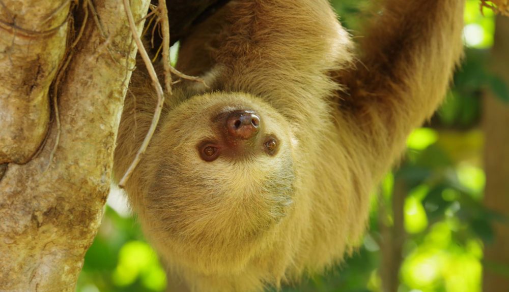 a close up of an animal