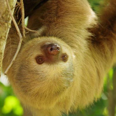 a close up of an animal