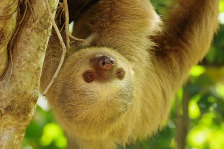 a close up of an animal