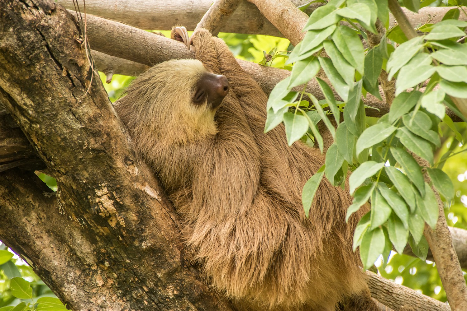 sloth sleeping on a tree