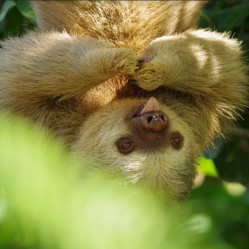 Lucy, sloth hanging out
