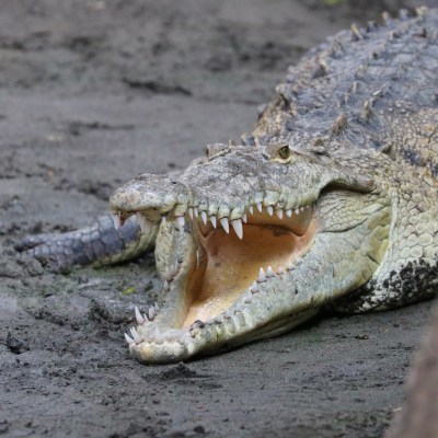 crocodile picture