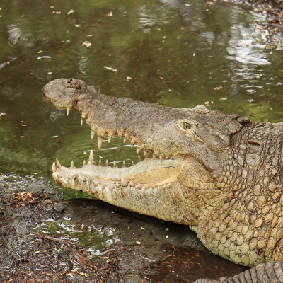 Crocodiles