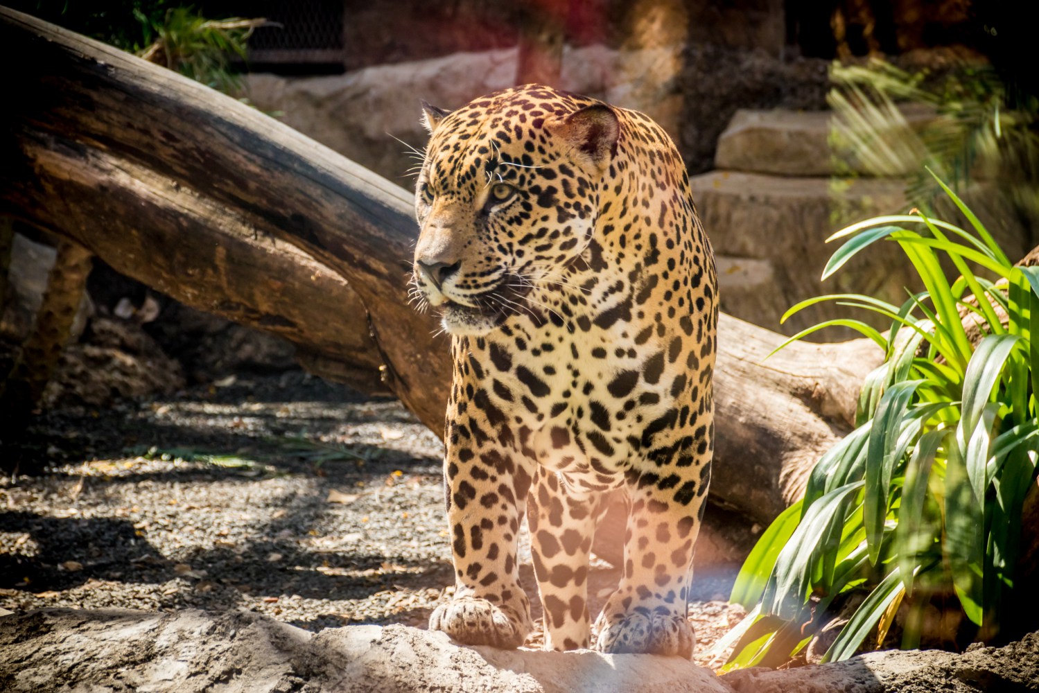 Rescued jaguar resting at the Diamante Eco Adventure Park Animal Sanctuary in Guanacaste, Costa Rica