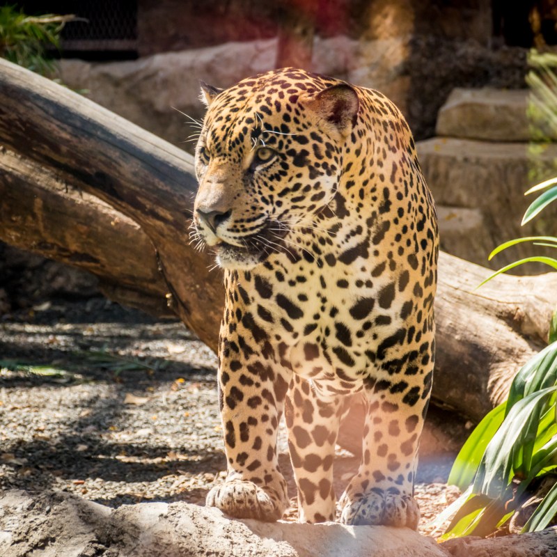 a cat sitting on top of a leopard