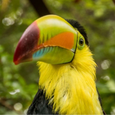 toucan picture