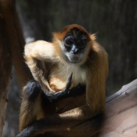 spider monkey picture