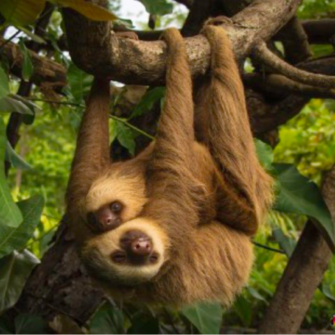 sloths, Mia and Ziggy