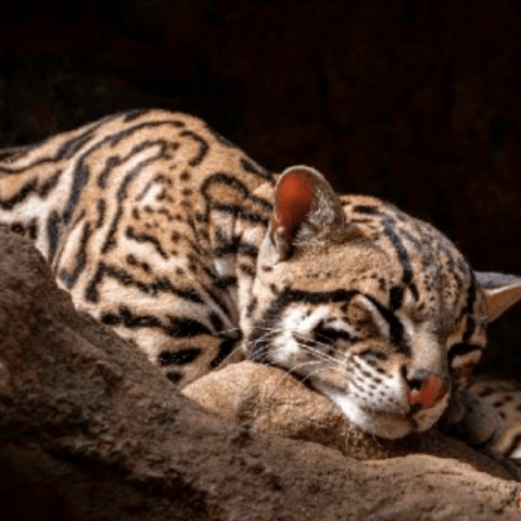 ocelot image