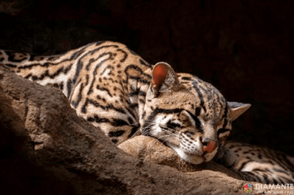 ocelot image