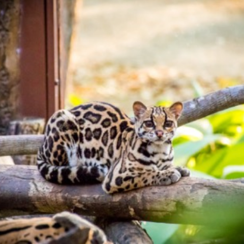 margay image