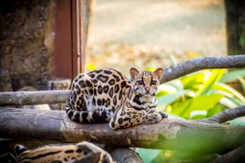 margay image
