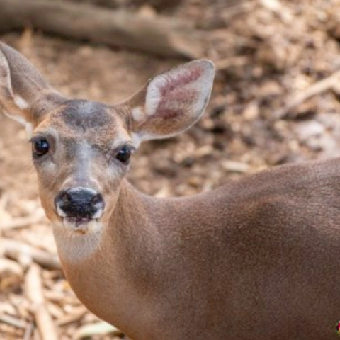 white-tailed deer image